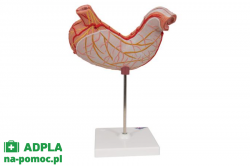 Model żołądka człowieka, 2 części - 3B Smart Anatomy kat. 1000302 K15